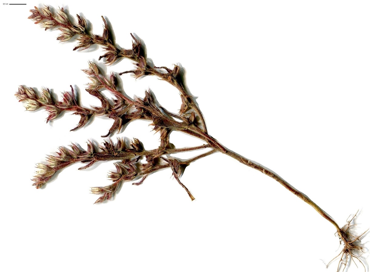 Sedum rubens (Crassulaceae)